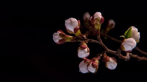 Weiße Blumen, Blüten