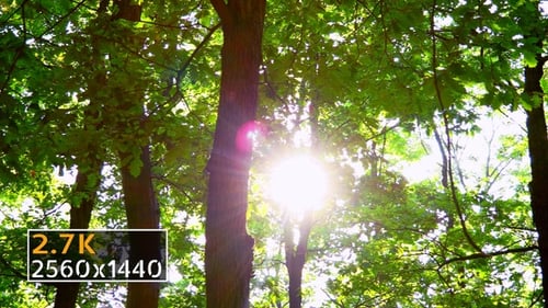 Sunlight Through the Forest Canopy