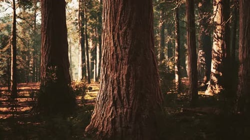 Giant Sequoias in the Giant Forest Grove in the Sequoia National Park