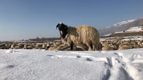 Flock of Sheep Grazing in Snowy Winter Field