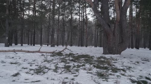 Fallen Branch In The Winter Forest