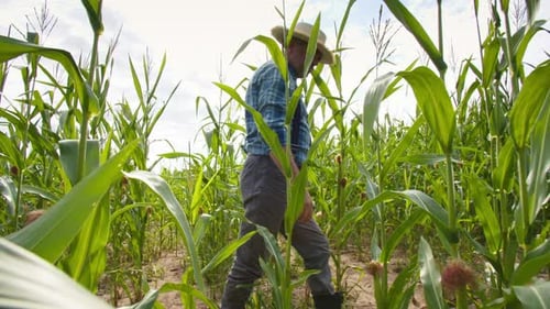Farmer Wearing Straw Hat Walking Through Corn Field