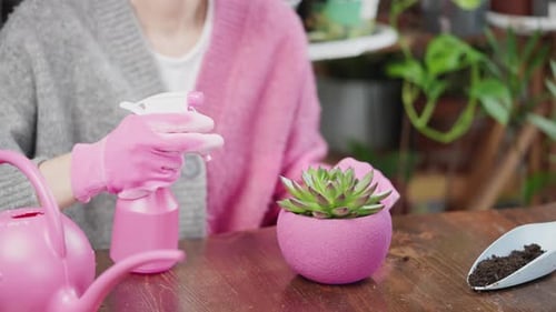 Person Watering Succulent Plant Indoors in Pink Pot