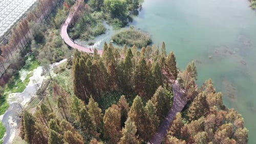 Autumn forest