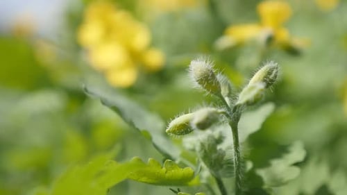 Arbuste à fleurs jaunes en gros plan de Chelidonium majus, vidéo FullHD 1080p au ralenti - Plantes herbacées