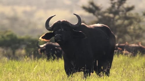 Zeitlupen-Büffel aus nächster Nähe mit Fliegen bei Sonnenuntergang. Afrikanische Tierwelt, aufgenommen in Kenia