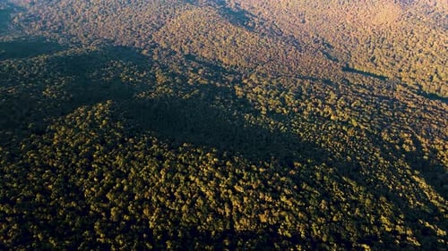 Von oben nach unten Ansicht des Herbst-Wald-Herbst-Waldland-Luftaufnahme