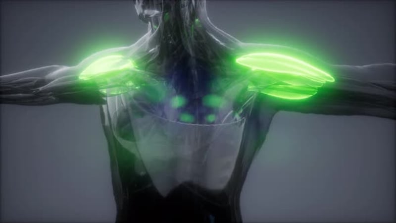 Muscle structure, medical concept visualization, Backgrounds Motion ...