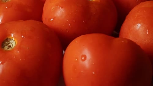 Close up of ripe wet tomatoes rotating. Static