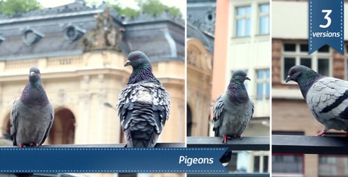 Pigeons