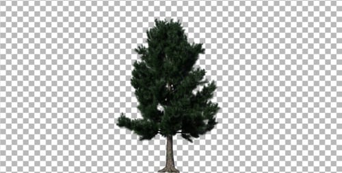 Pine 1