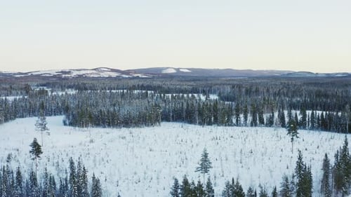 Aerial View Landscape of Winter Forest in Scandinavia