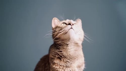 Cat Looking Up with Curious Expression