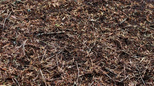 Close Up Footage of Ants on Anthill. Lots of Swarming Insects.