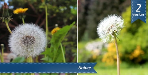 Dandelion