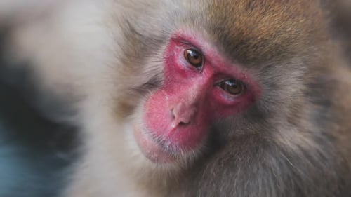 Cute snow monkey in park