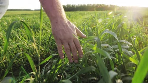 Farmer Hand Touches Green Wheat Crop Germ Agriculture Industry