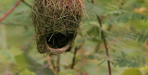 Woven Bird's Nest Hanging From Tree Branch