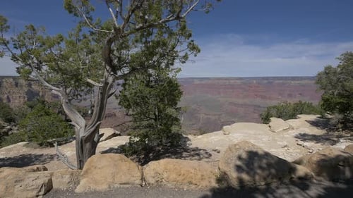 Trees on Grand Canyon's edge