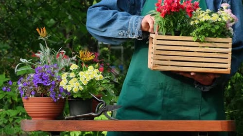 Gardening and floriculture. Gardener woman planting beautiful garden flowers. Growing flowers