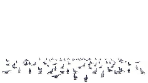 Pigeons Looking for Food on the Ground
