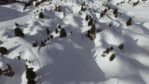Aerial view of ski tracks and fir trees on snow