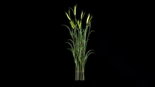 Swaying Green Wheat Plants Animation with Alpha