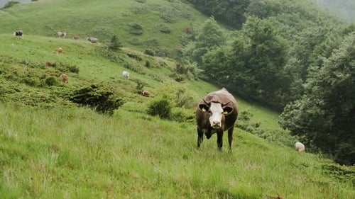 Free Range Brown Cow Staring at Camera While Grazing on The Mountain Meadow