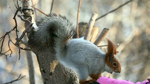 Adorable Squirrel Eating from Gloved Hand in Winter