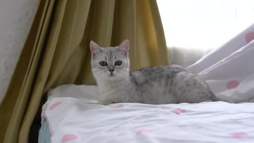 Gray and White Cat Resting on Bed