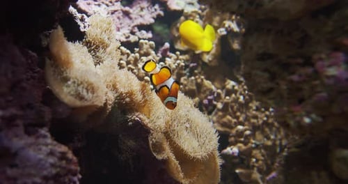 Klares Wasser und Clownfische schwimmen rund um die Felsen