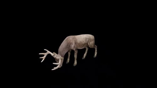 Brown Stag Walk View From Top Angle Front