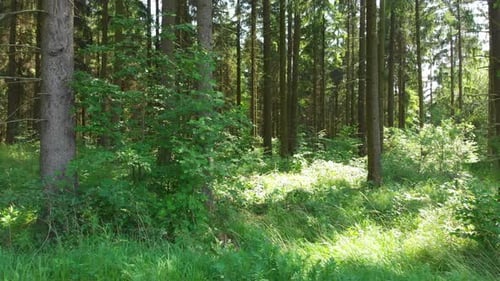 walking through the forest with sunbeam shining through the trees