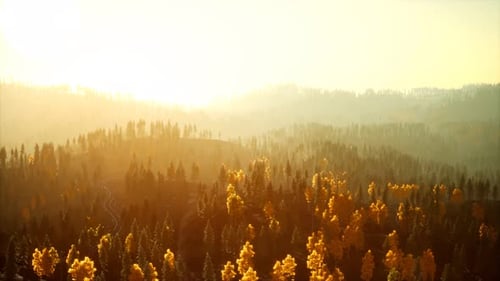Sunlight in Spruce Forest in the Fog on the Background of Mountains at Sunset