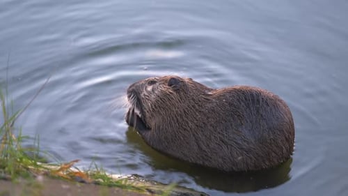 Wilde große Coypuratte im Naturhabitat