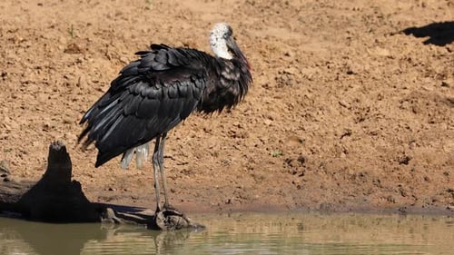 Woolly Necked Stork Preening
