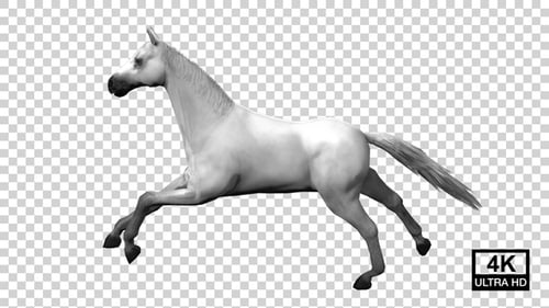 Horse Running Side View