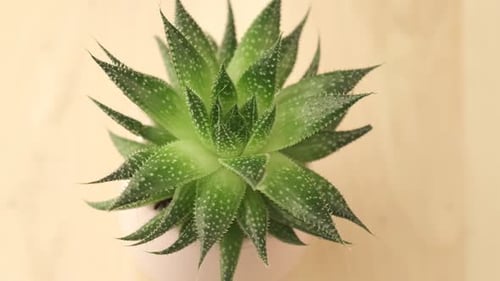 Green Succulent Potted Plant Close Up Rotating