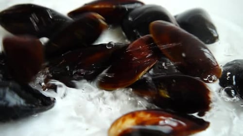 Close Up of Fresh Shiny Mussels in Water