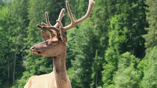 Magnificent Deer Poses Gracefully in a Lush Forest