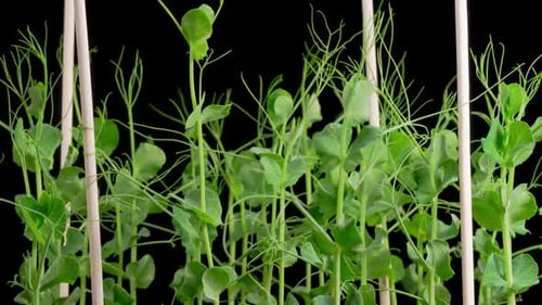 Green Pea Plants Growing in Time Lapse