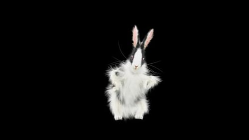Hase: Tanzen HD