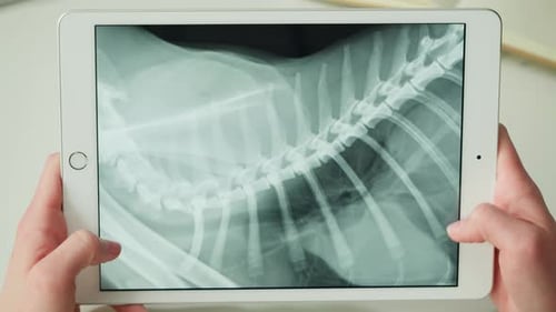 Hands Holding Tablet Showing Dog X-Ray Scan
