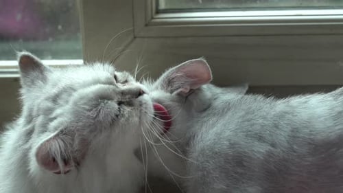 Two Cats Grooming Each Other at Home