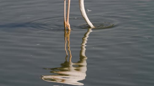 Pink flamingo eat in the pond