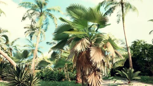 Lush Tropical Palm Trees Swaying in a Gentle Breeze