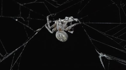 Spider Eating Prey at Night
