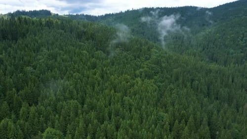 Flying Over The Cloudy Evening Forest 17