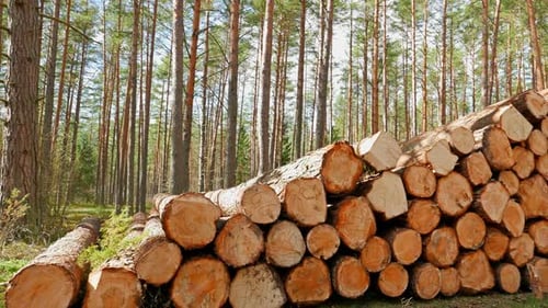 Logs Stacked in Forest on a Sunny Day