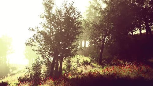 Hyperlapse in a Summer Forest in Fog